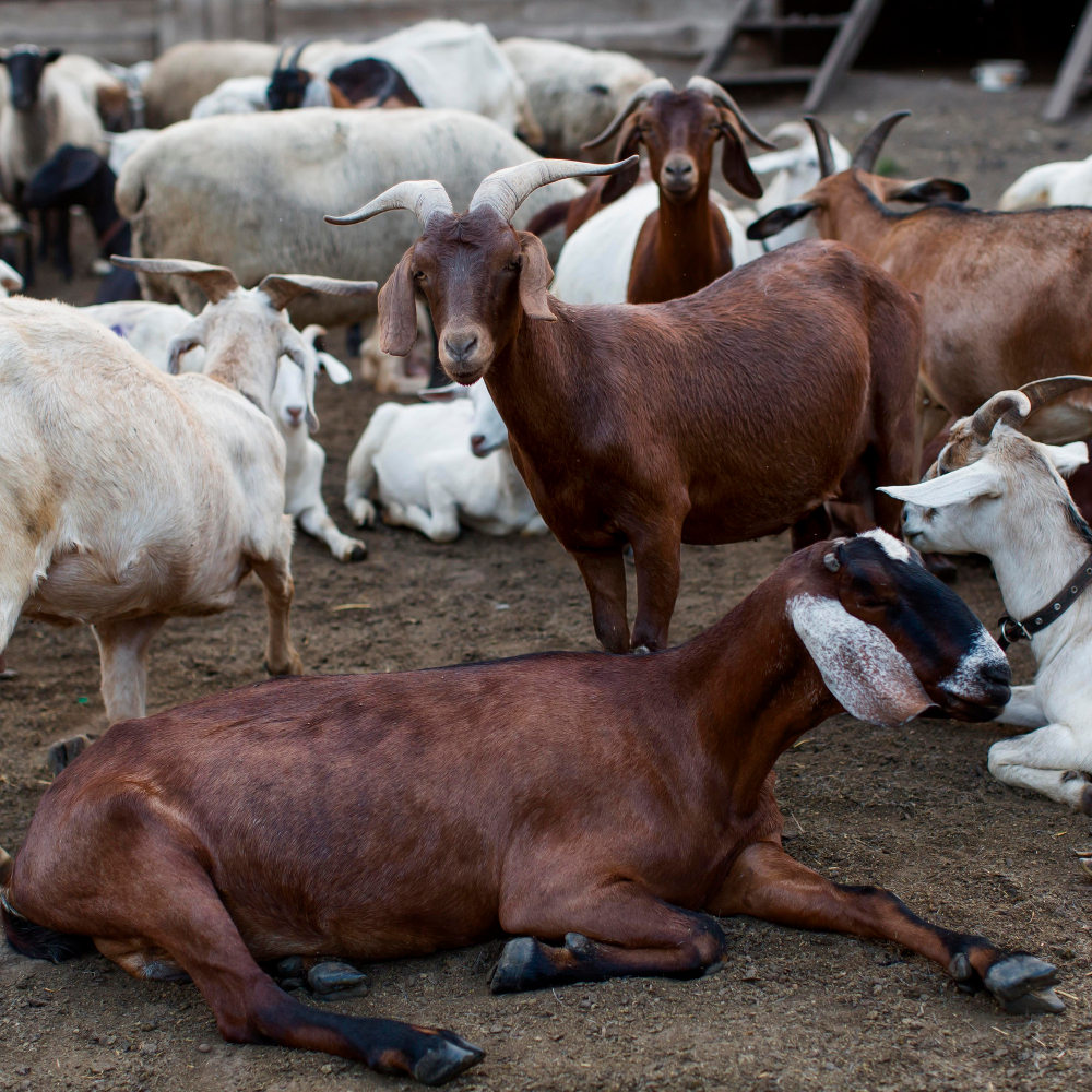 Animal Care Project